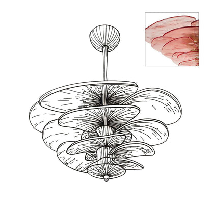 Calura Chandelier
